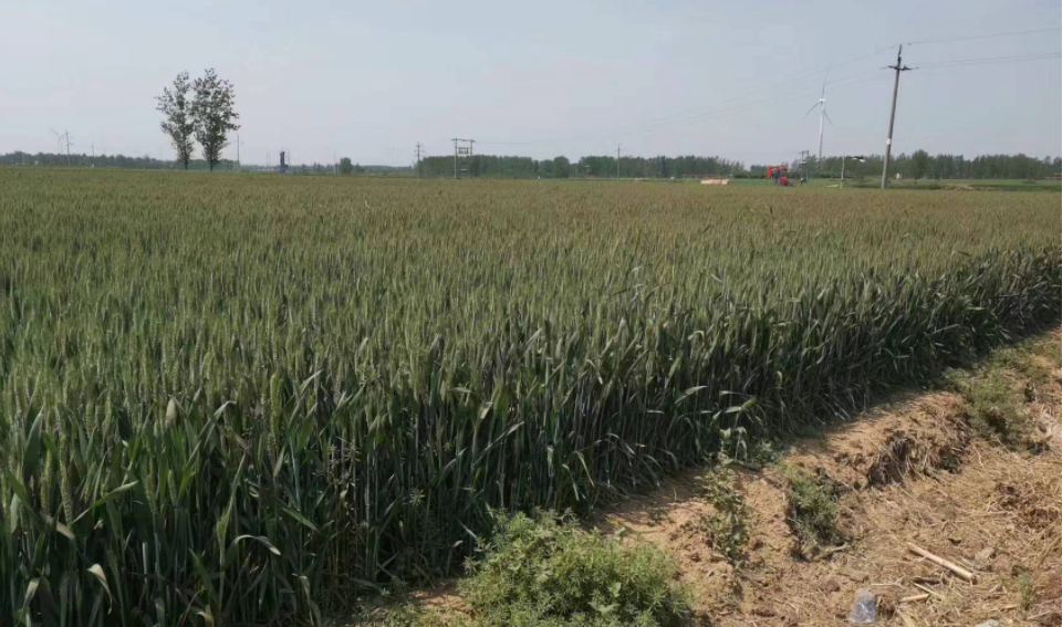 中聯(lián)收獲小麥機(jī)：有何魔力讓30年老機(jī)手著迷？(圖2)