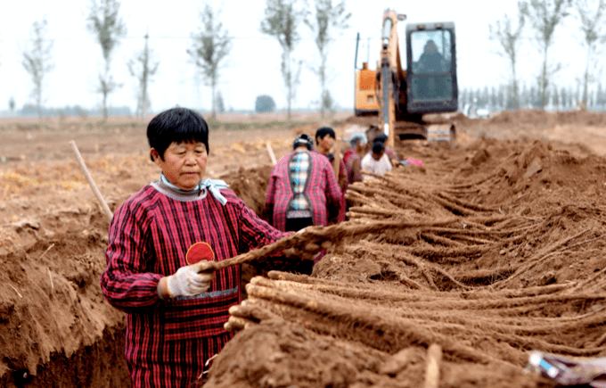 三十年老機(jī)手談選玉米收割機(jī)訣竅：回本快、服務(wù)好 (圖2)